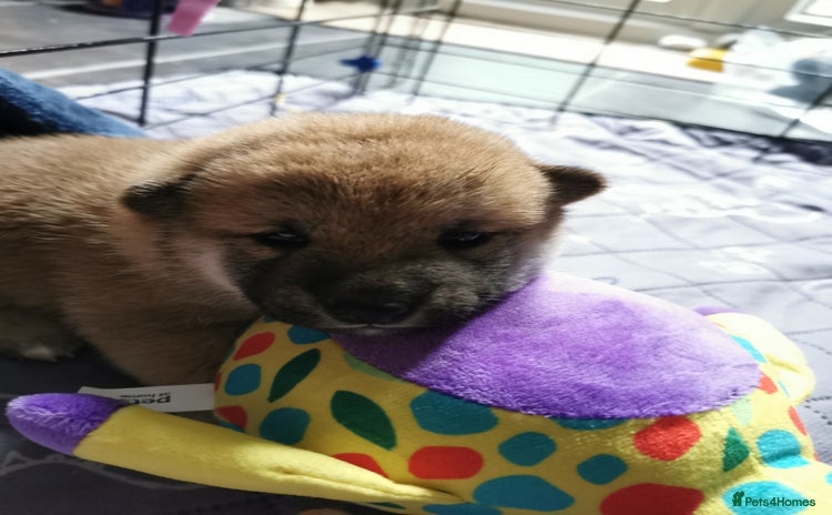 Japanese Shiba Inu dogs - Advert 1