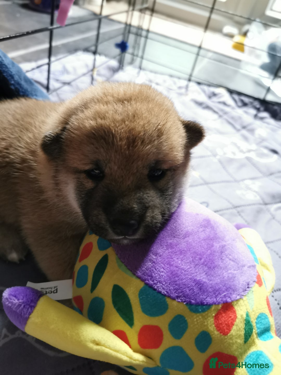 Japanese Shiba Inu dogs for sale: 5 KC Shiba puppies looking for their furever home  - Image 3