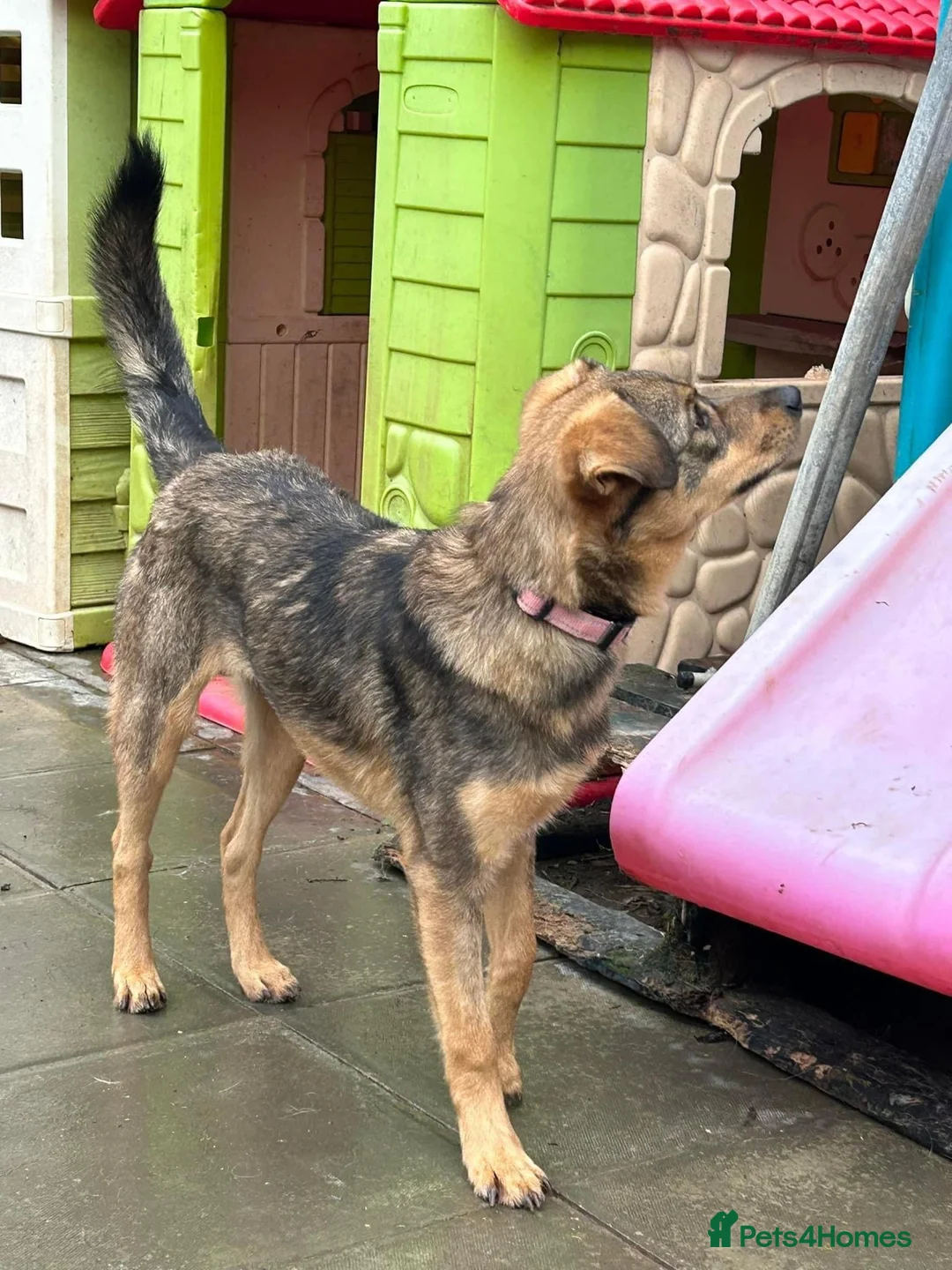 Mixed Breed dogs for adoption: Justice - Norwich Norfolk  in Norwich - Advert 20