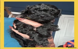 Cavapoo dogs for sale: F1 TOY CAVAPOOS ‘ONYX’ HEALTH TESTED - Image 3