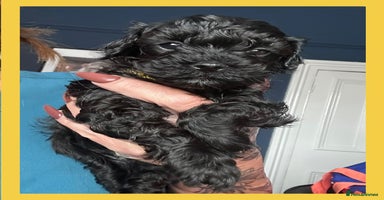 Cavapoo dogs - Advert 4