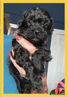 Cavapoo dogs - Advert 13
