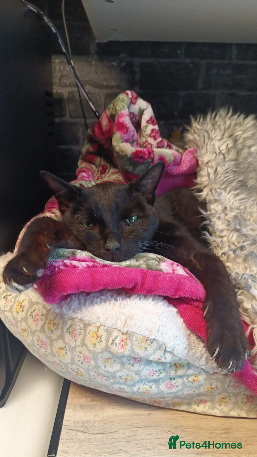 Mixed Breed cats for sale: Young cats - Image 1