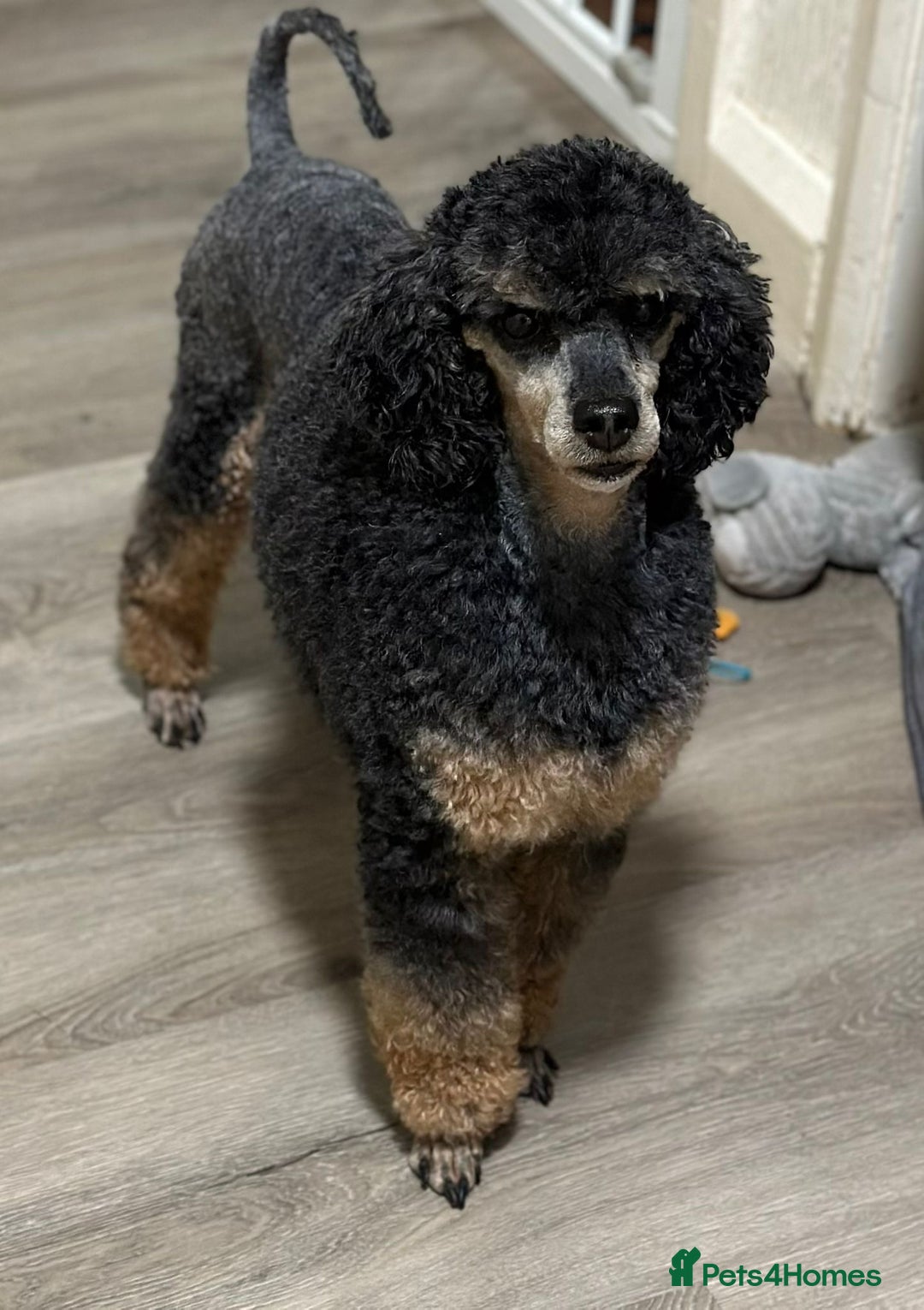 Toy Poodle dogs for sale: REHOMING male toy poodle  - Advert 3
