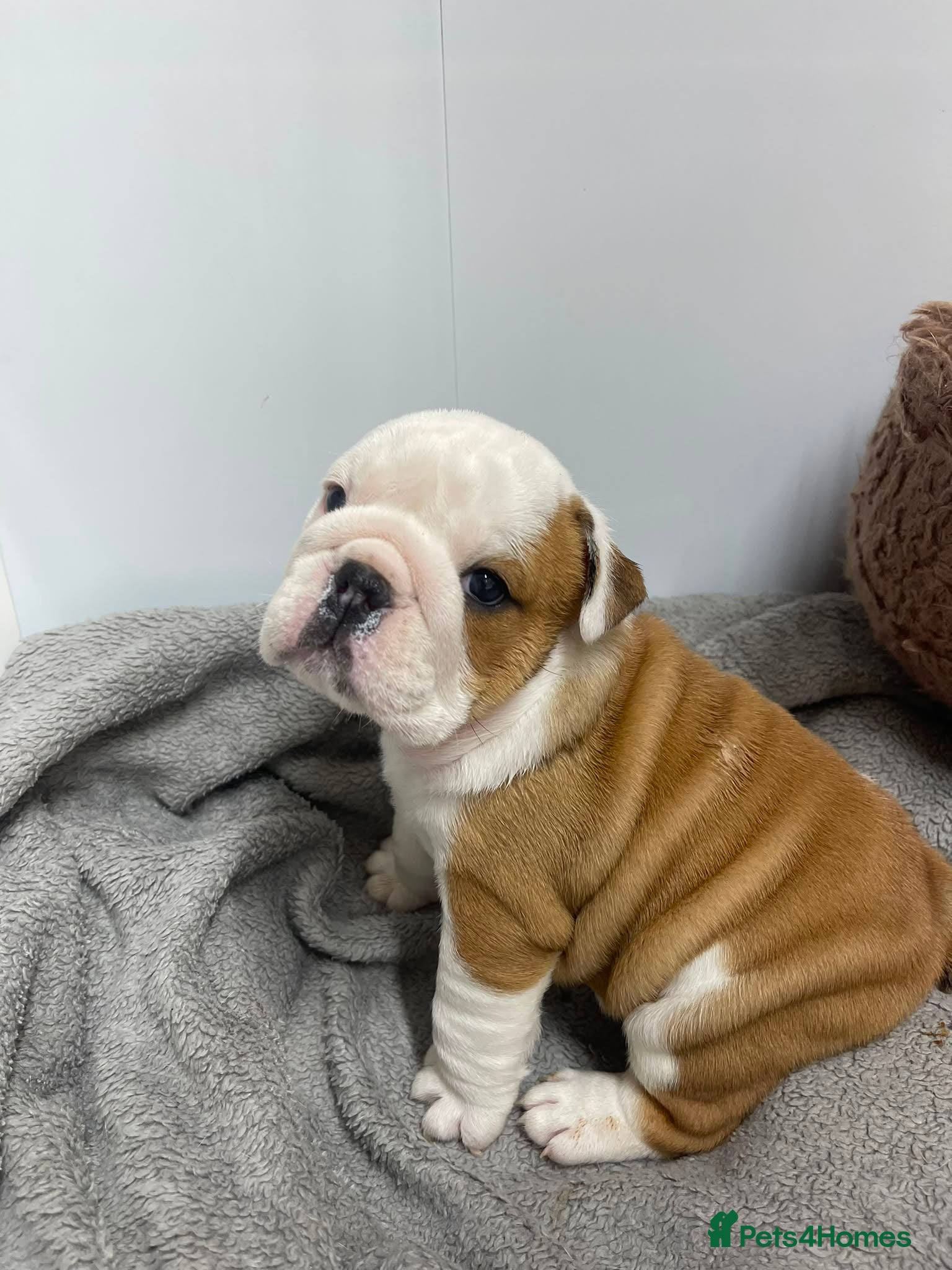 English Bulldog dogs 1 Female KC British Bulldog puppy for sale - Advert 12