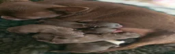 Chihuahua dogs for sale: Xx stunning Quality Kc chocolate litter Xx - Advert 22