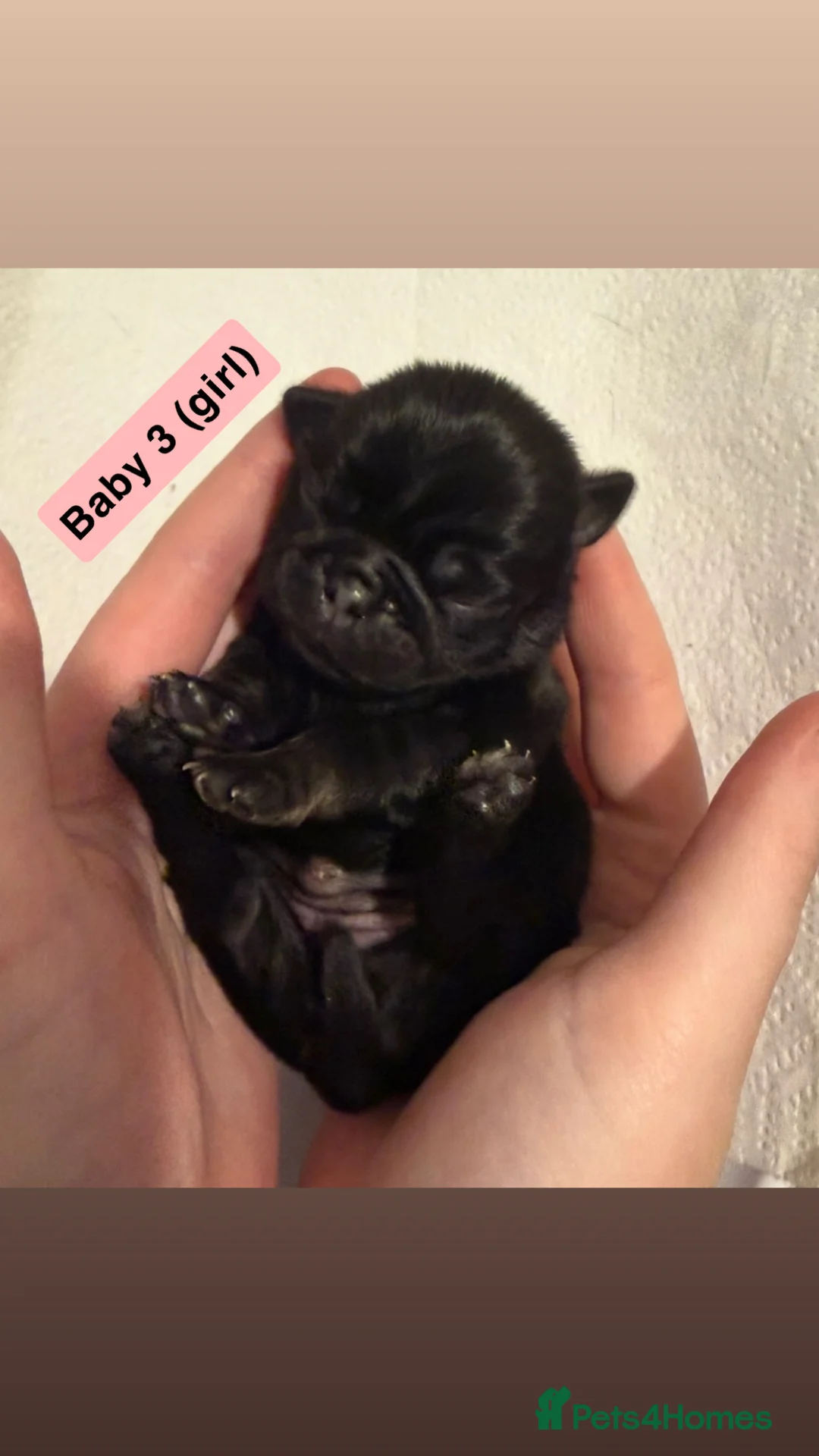 Pug dogs for sale: Pug puppies.  - Advert 8