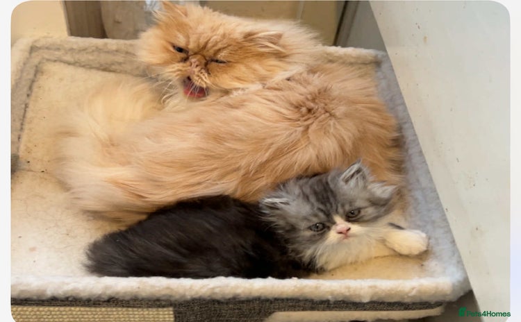 Persian cats - Advert 2