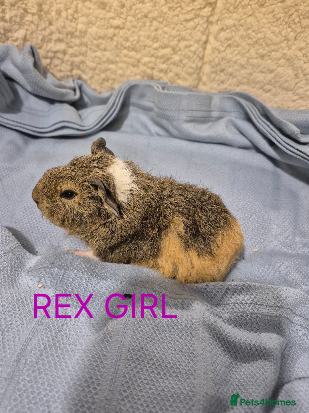 Guinea Pig rodents for sale: Sows and Boars available, can deliver x - Advert 2