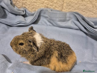 Guinea Pig rodents Sows and Boars available, can deliver x - Advert 21