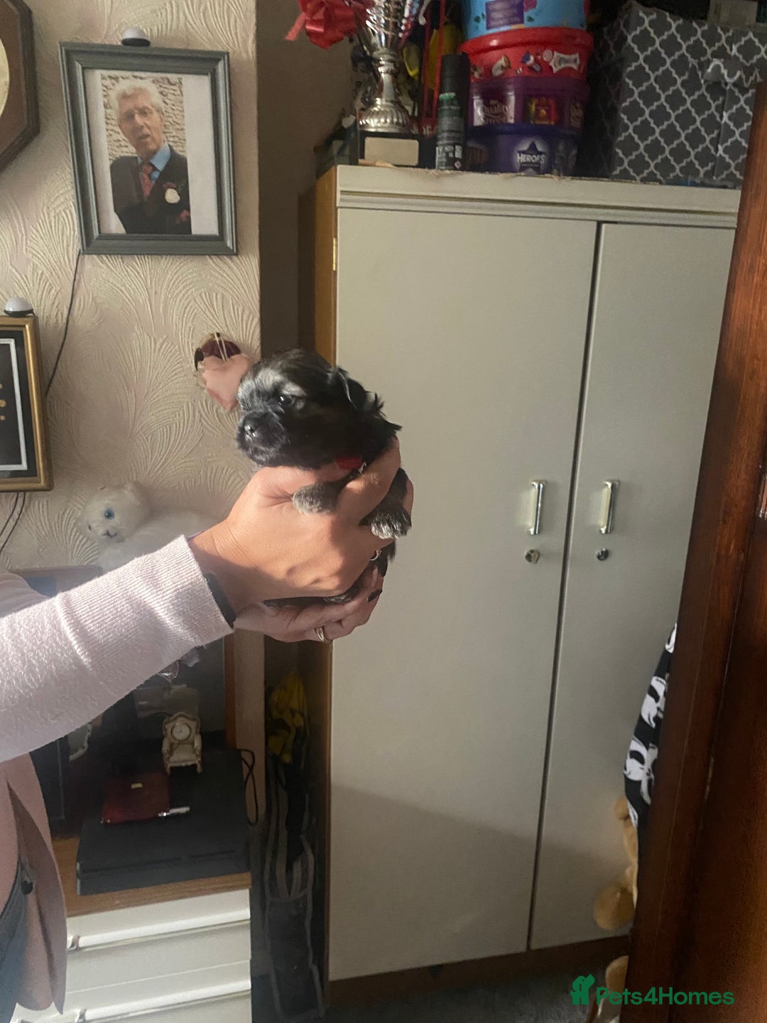 Shih Tzu dogs for sale: Puppy for sale  - Image 7