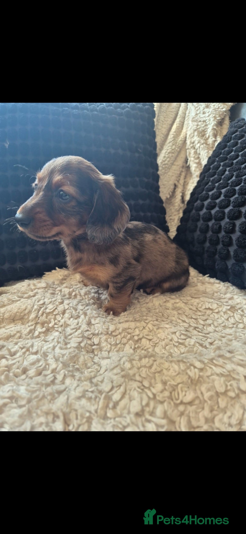 Dachshund dogs Kc dachshund puppies! - Advert 2