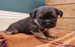 Border Terrier dogs for sale: Blue and Tan Border Terrier Pups, Ready Dec 13th - Advert 6