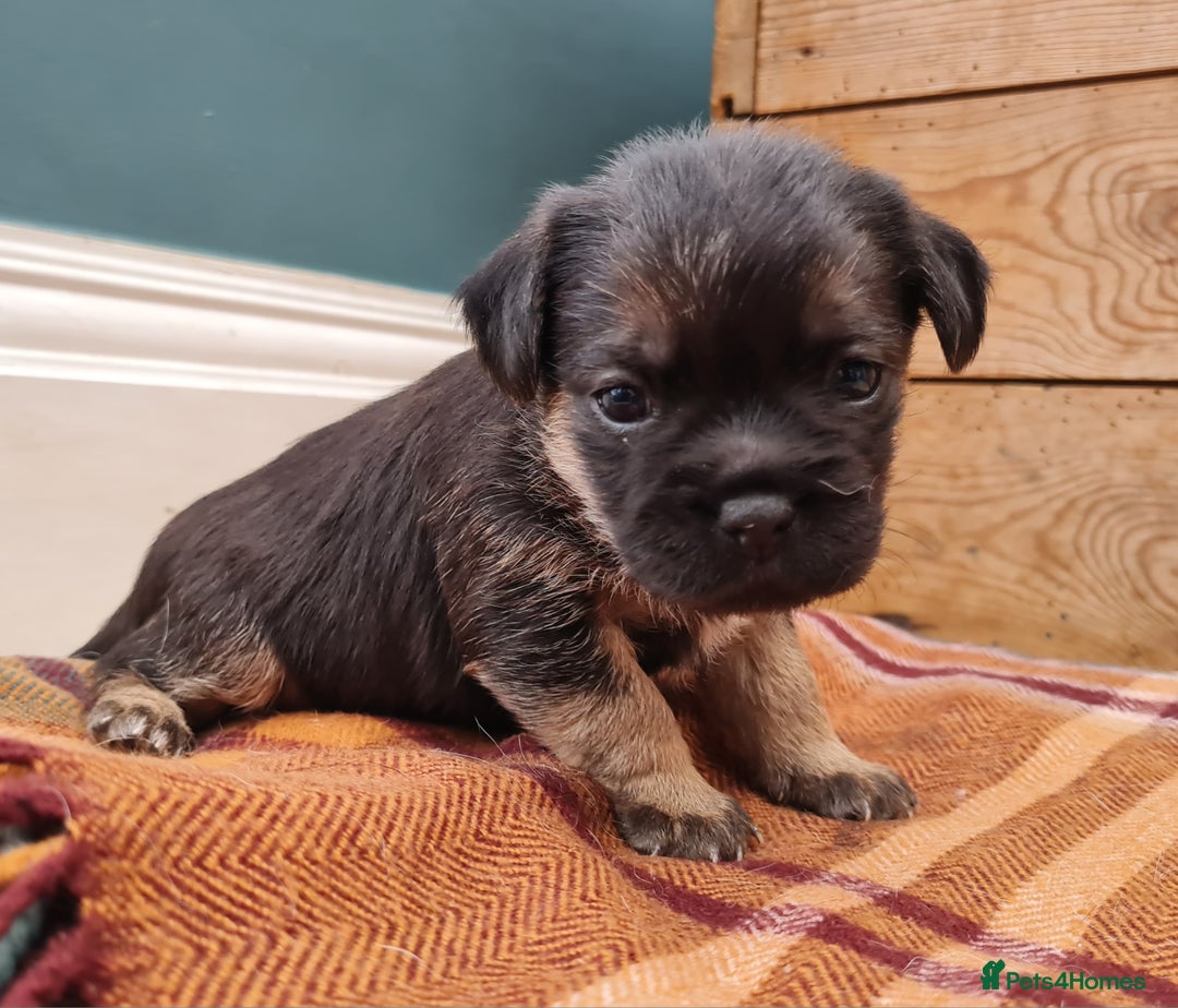 Border Terrier dogs for sale: Blue and Tan Border Terrier Pups, Ready Dec 13th - Advert 6