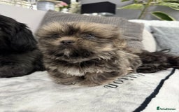 Shih Tzu dogs for sale: SHIT TZU grey puppy - Image 15