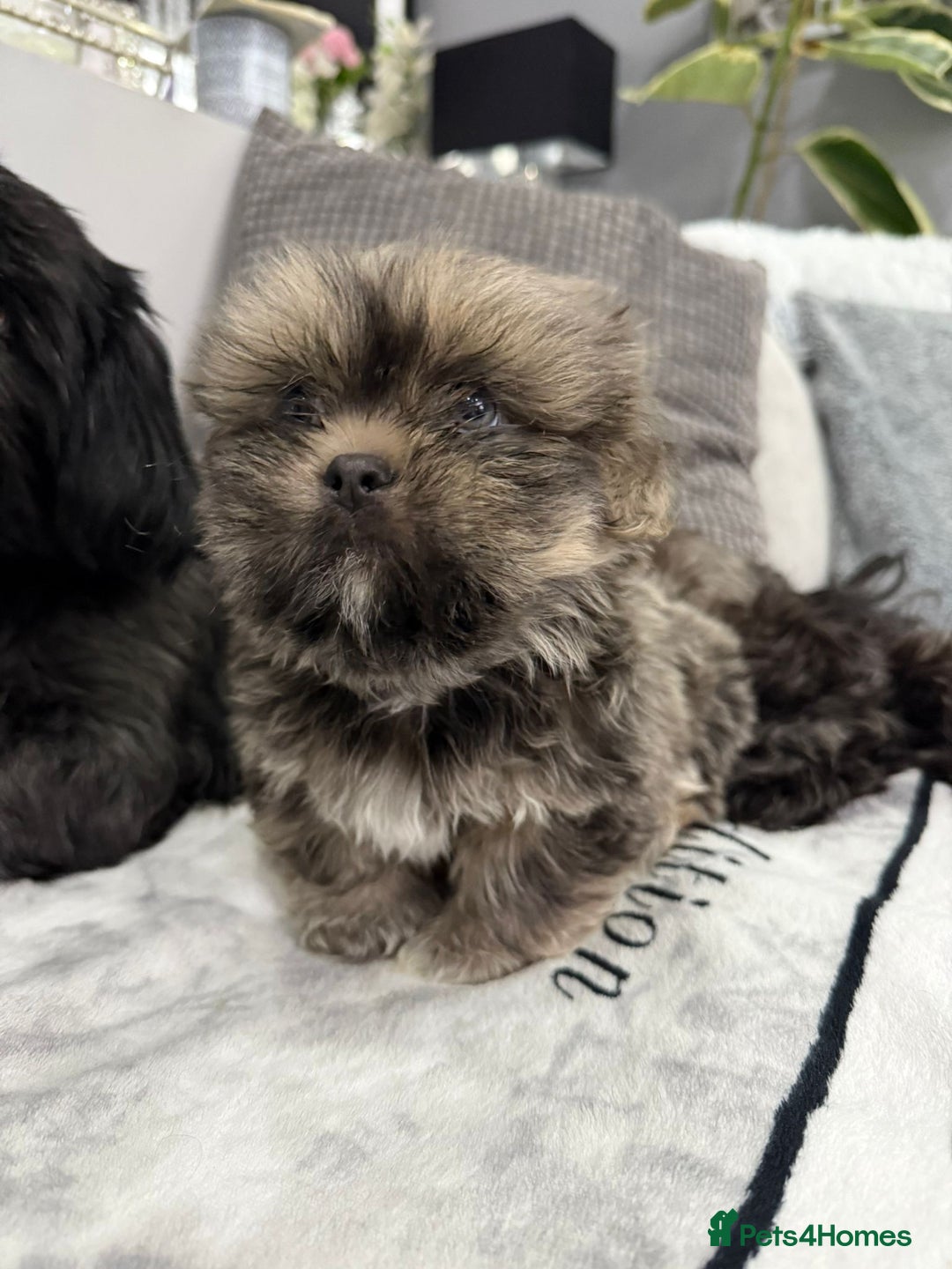 Shih Tzu dogs for sale: SHIT TZU grey puppy - Image 15