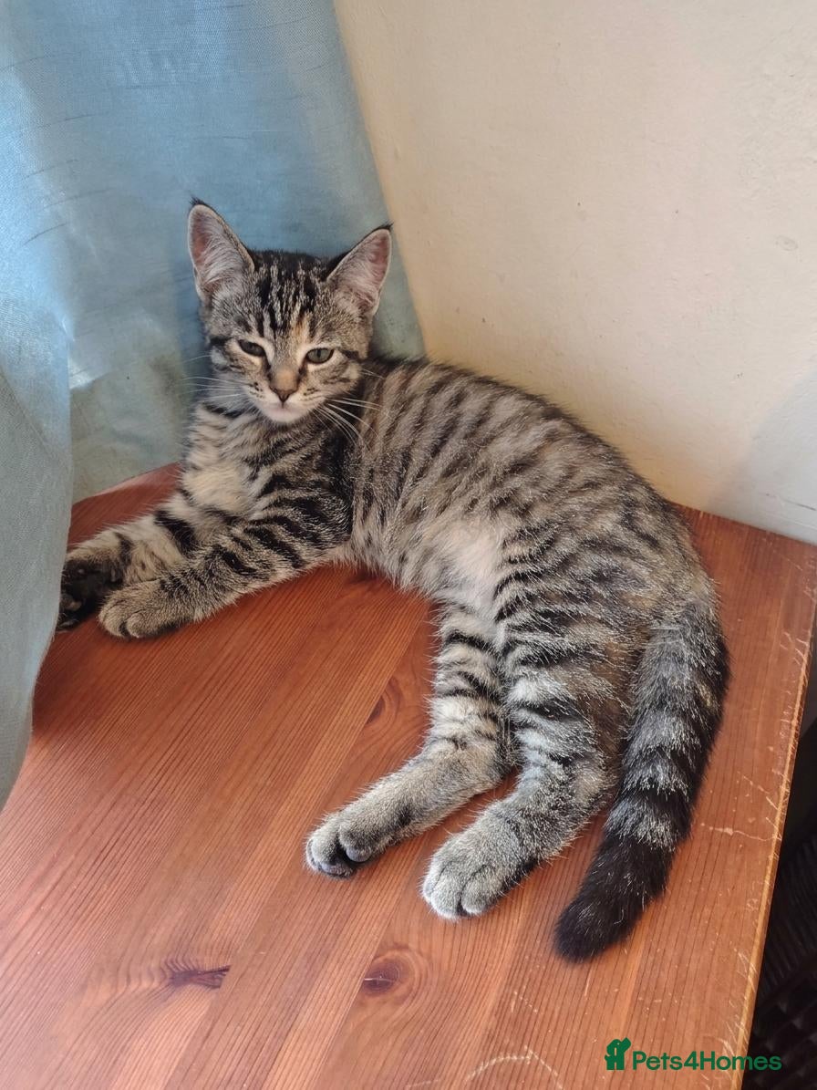 Mixed Breed cats 2 kittens LEFT ragdoll/ ginger mum - Advert 11