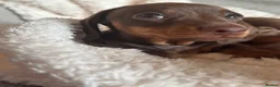 Miniature Dachshund dogs for sale: Miniature dachshund little girl brown and tan  - Advert 13