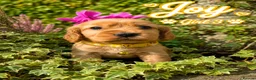 Cocker Spaniel dogs for sale: Show type Cocker spaniel pups- DAD DNA TESTED - Advert 7