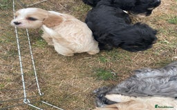 Cavapoo dogs for sale: Stunning Cavapoo puppies  - Image 15