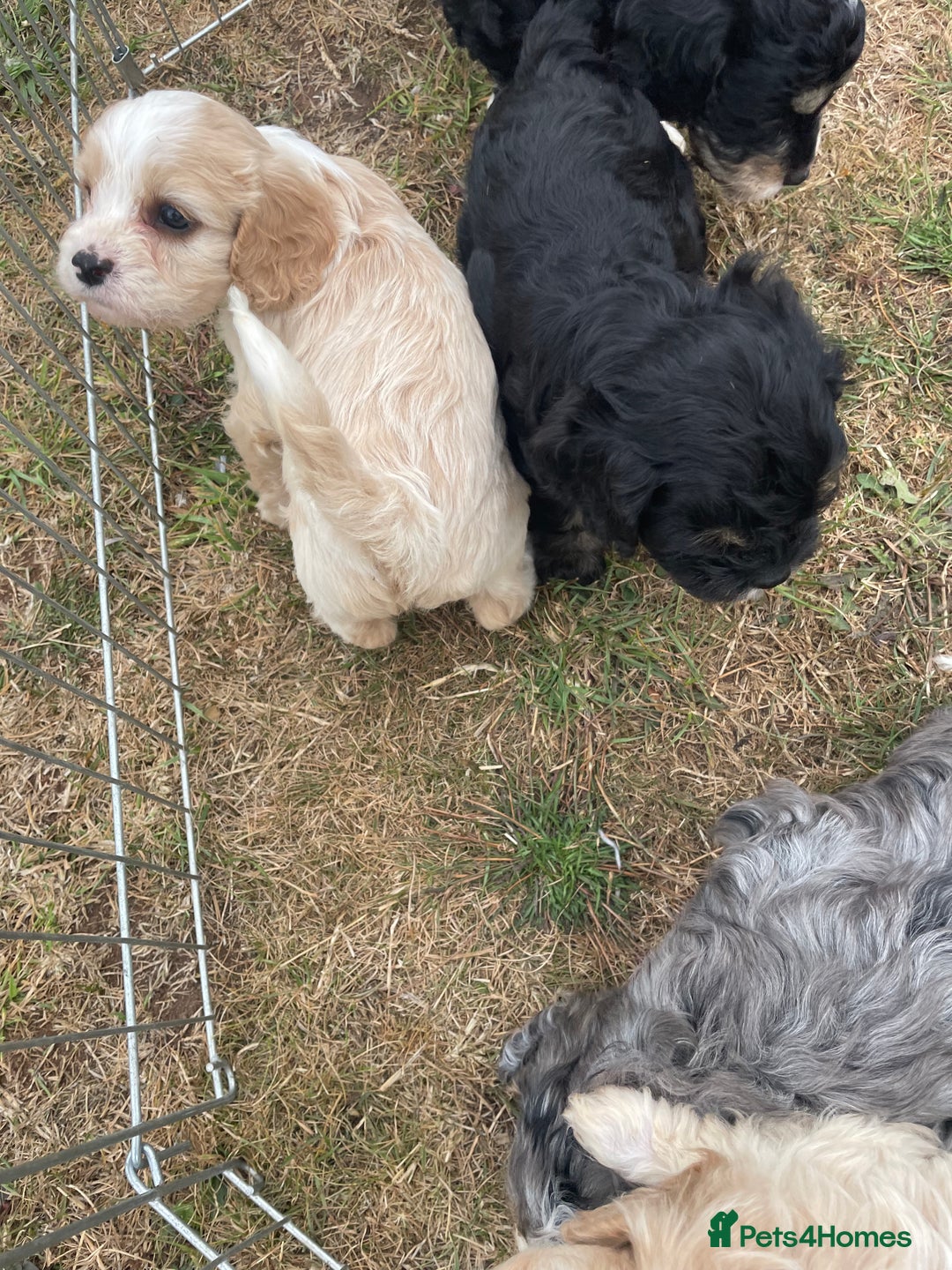 Cavapoo dogs for sale: Stunning Cavapoo puppies  - Image 15