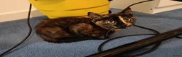 Mixed Breed cats for sale: Two Adorable Kittens Looking for Home!  - Advert 23