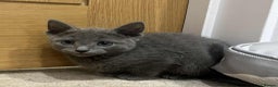 Russian Blue cats for sale: Stunning GCCF Russian Blue Kittens  - Advert 11
