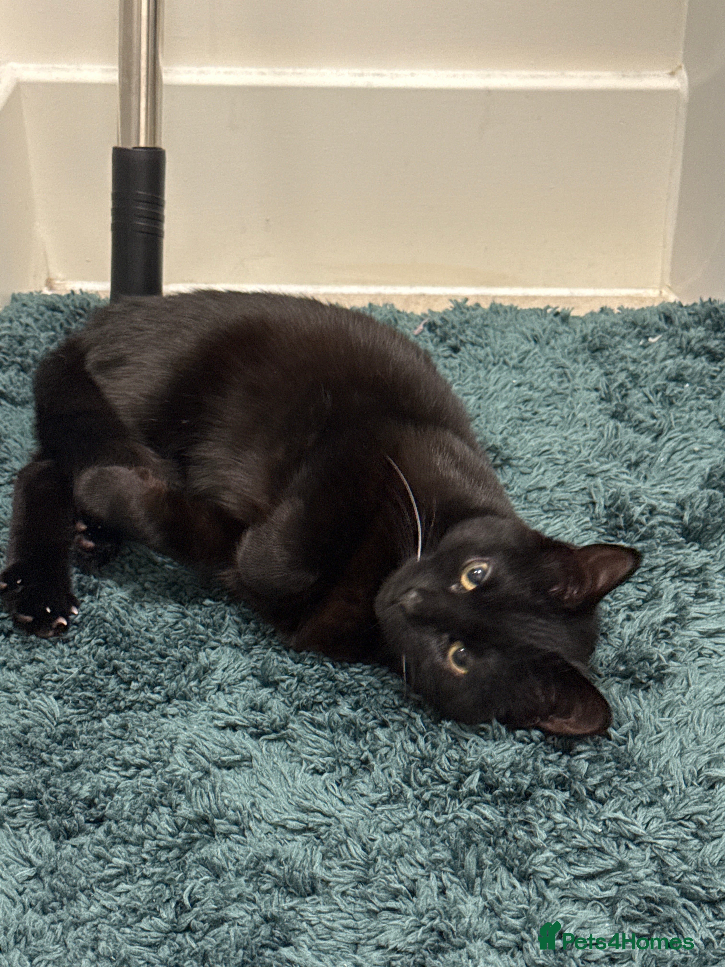 Mixed Breed cats 13 weeks old Balck cat - Advert 1
