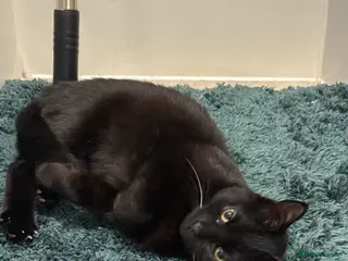 Mixed Breed cats 13 weeks old Balck cat - Advert 1