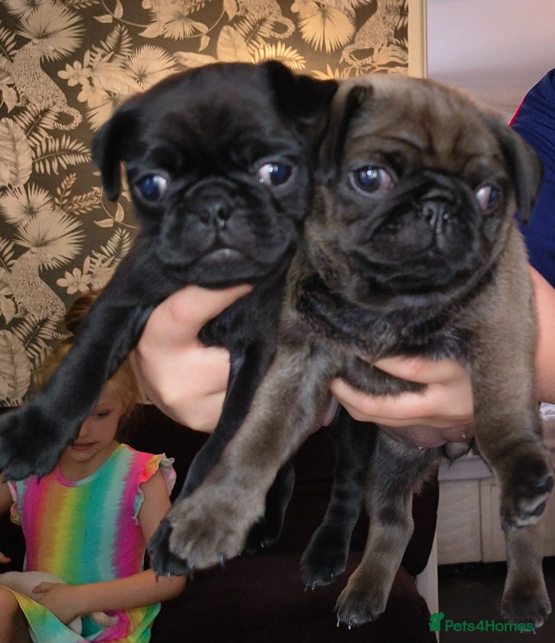 Pug dogs for sale: Beautiful pugs for sale - Advert 2