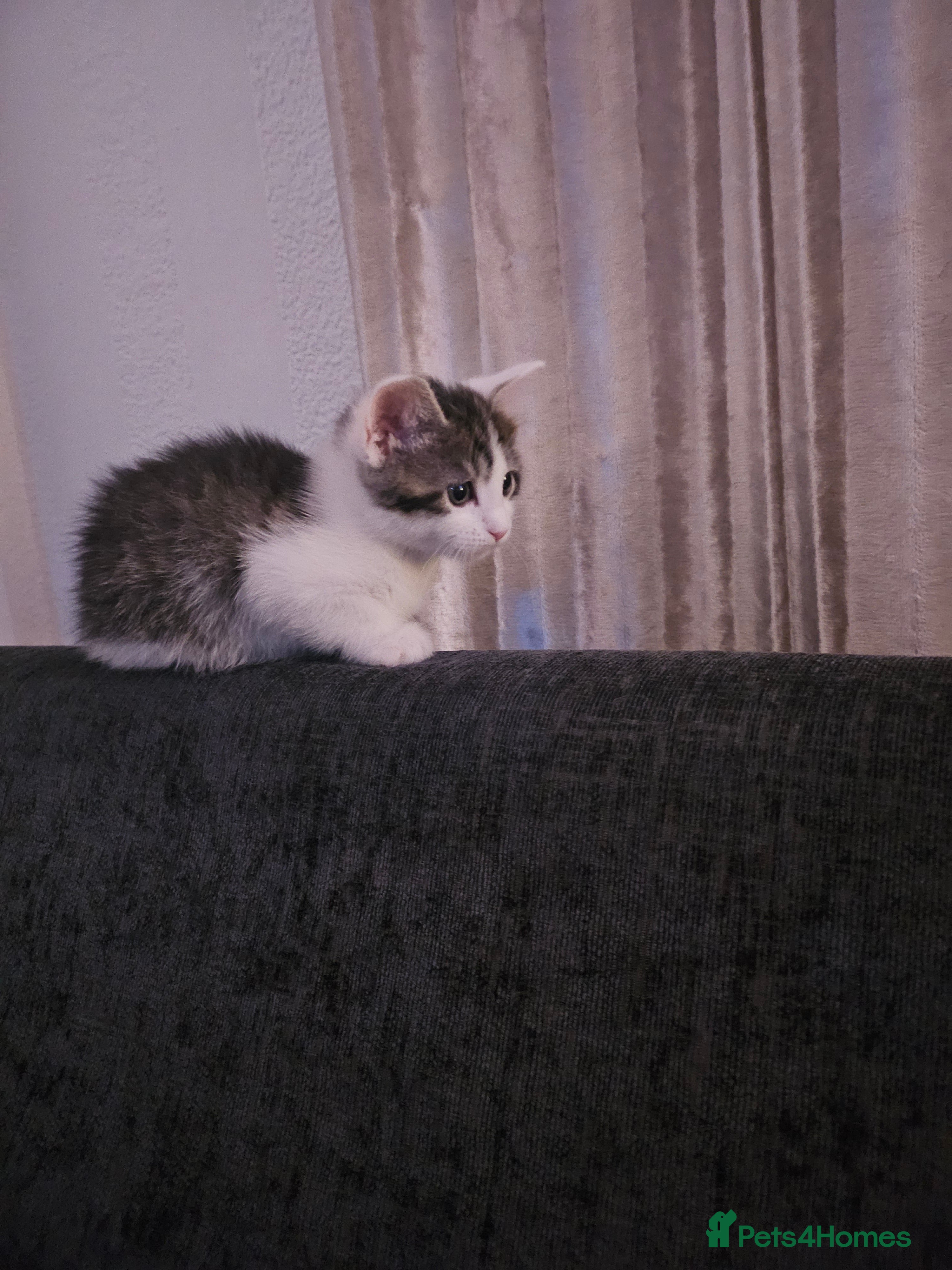 Mixed Breed cats Kitten - Advert 8