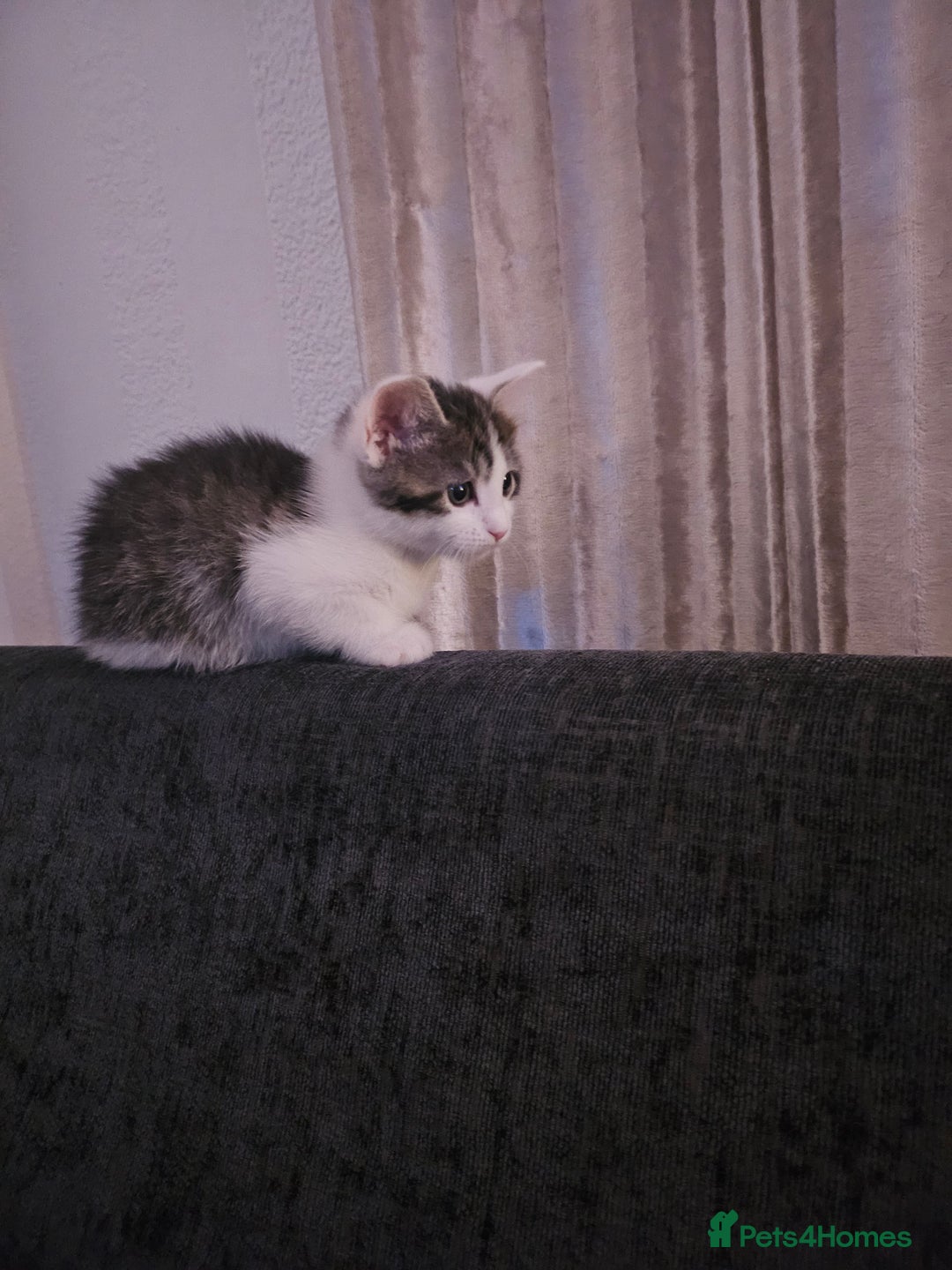 Mixed Breed cats for sale: Kitten - Advert 1