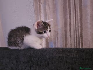 Mixed Breed cats Kitten - Advert 7