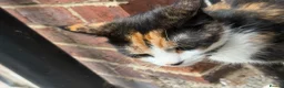 Mixed Breed cats for sale: Cat for sale - Advert 8