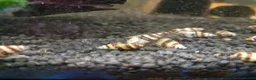 Snails invertebrates for sale: 10 x Assassin snail  in Loughborough - Advert 3