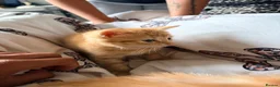 Domestic Shorthair cats for sale: 3 ginger and white boy kittens  in Cumnock - Advert 8