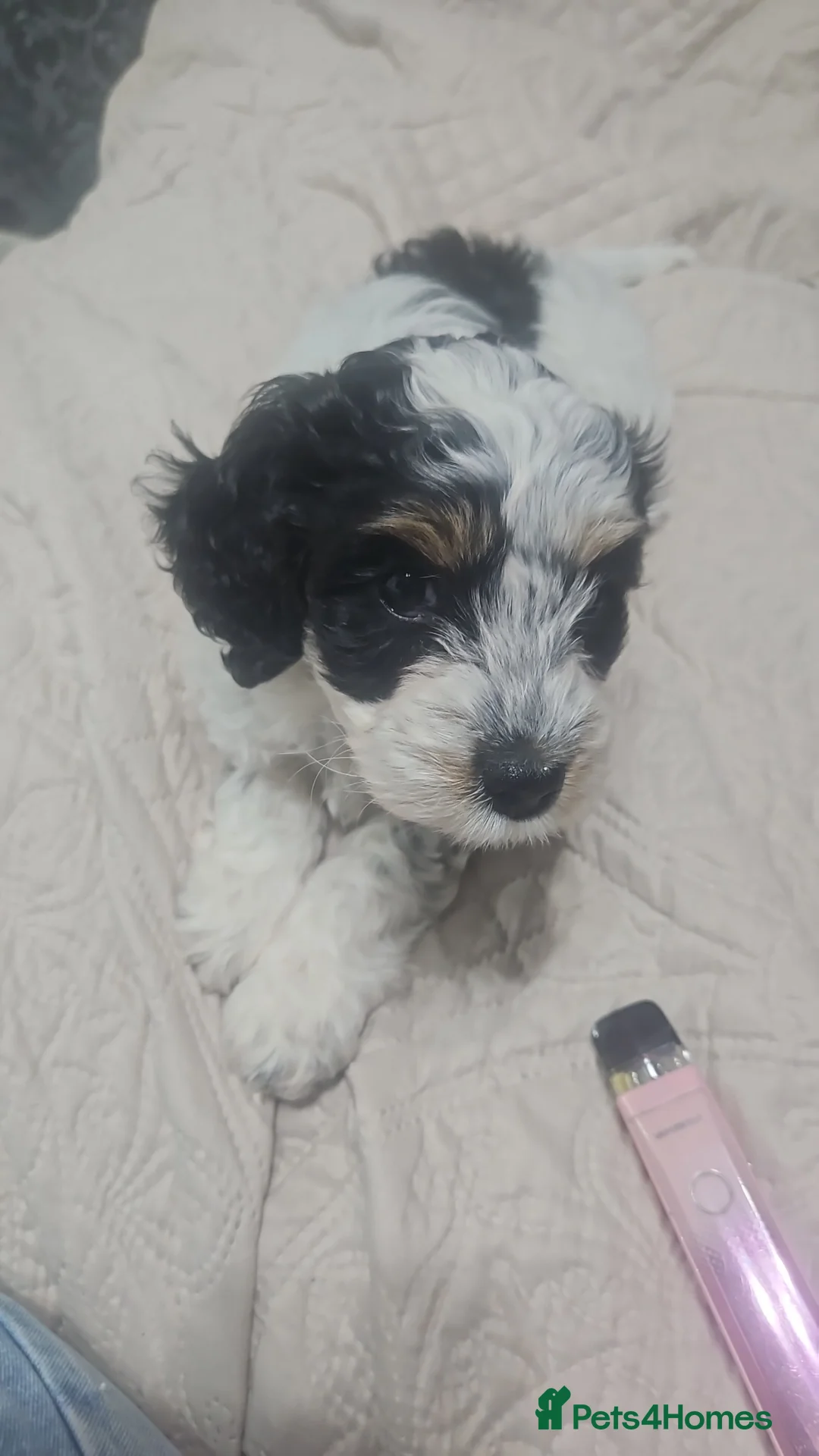 Cockapoo dogs for sale: Cockapoo  in Doncaster - Advert 1