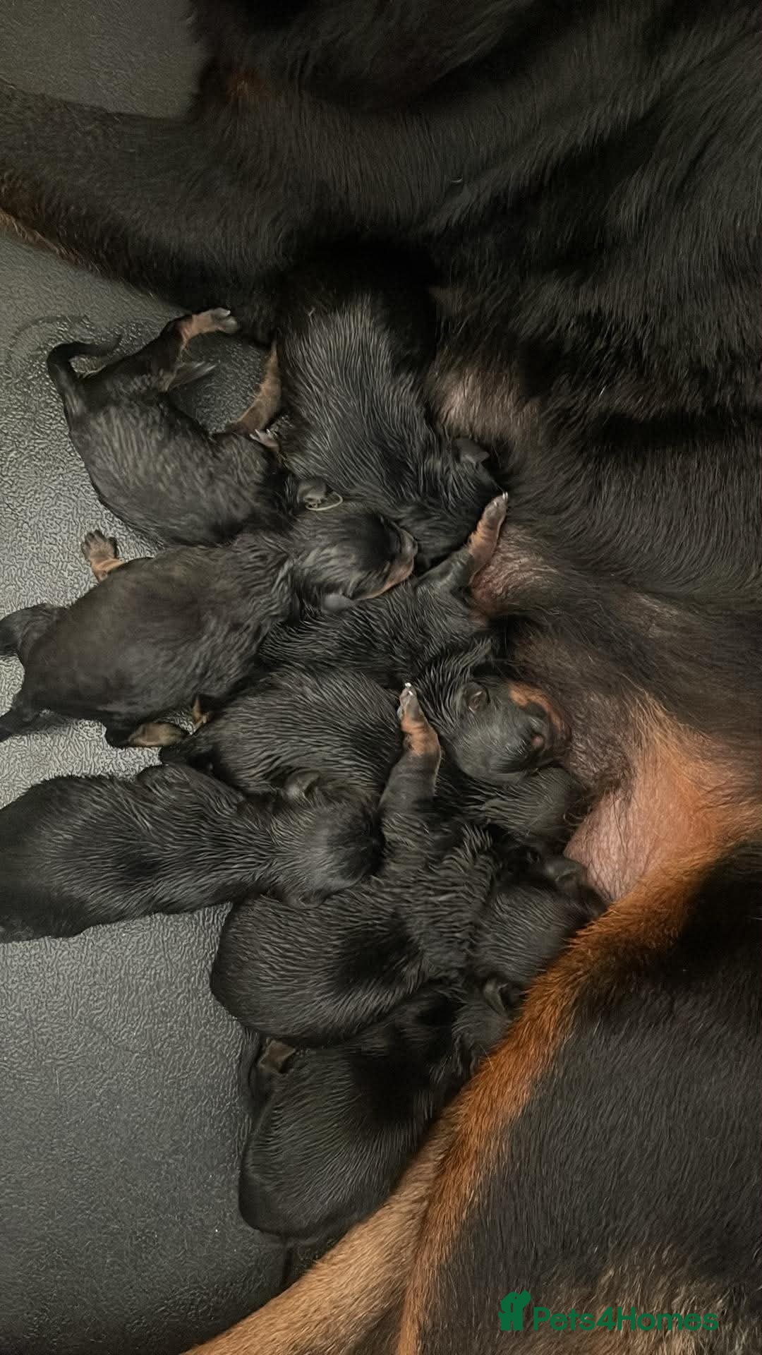 Rottweiler dogs Rottweiler pups - Advert 15