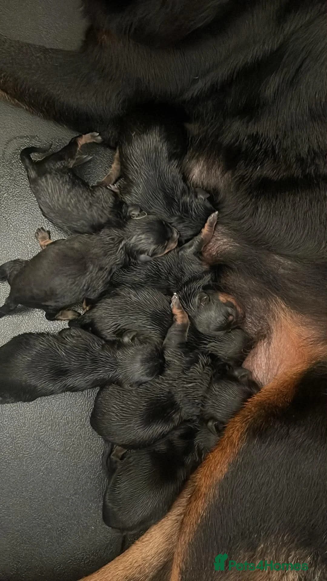 Rottweiler dogs for sale: Rottweiler pups - Advert 1
