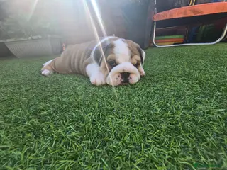 English Bulldog dogs 2🐶KC❗️registered English bulldog puppies✨️🔥 - Advert 2