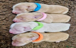 Miniature Dachshund dogs for sale: ⭐️CREAM LONG HAIRED KC/PRA CLR MINI DACHSHUNDS⭐️ - Image 2