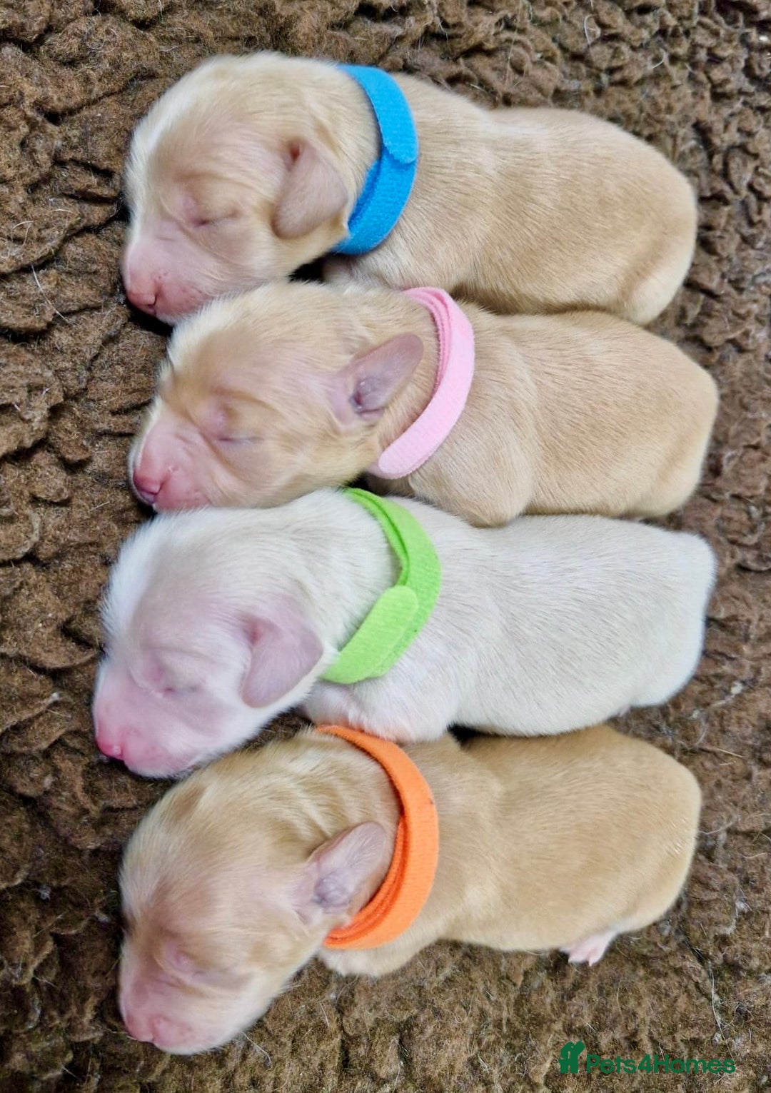 Miniature Dachshund dogs for sale: ⭐️CREAM LONG HAIRED KC/PRA CLR MINI DACHSHUNDS⭐️ - Image 2