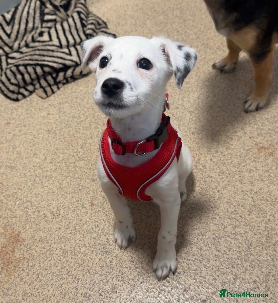 Mixed Breed dogs Cockerjack girl - Advert 2