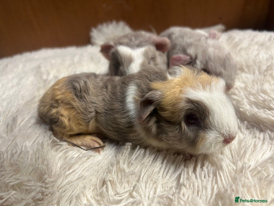 Guinea Pig rodents for sale: Swiss baby boars ready now - Advert 16