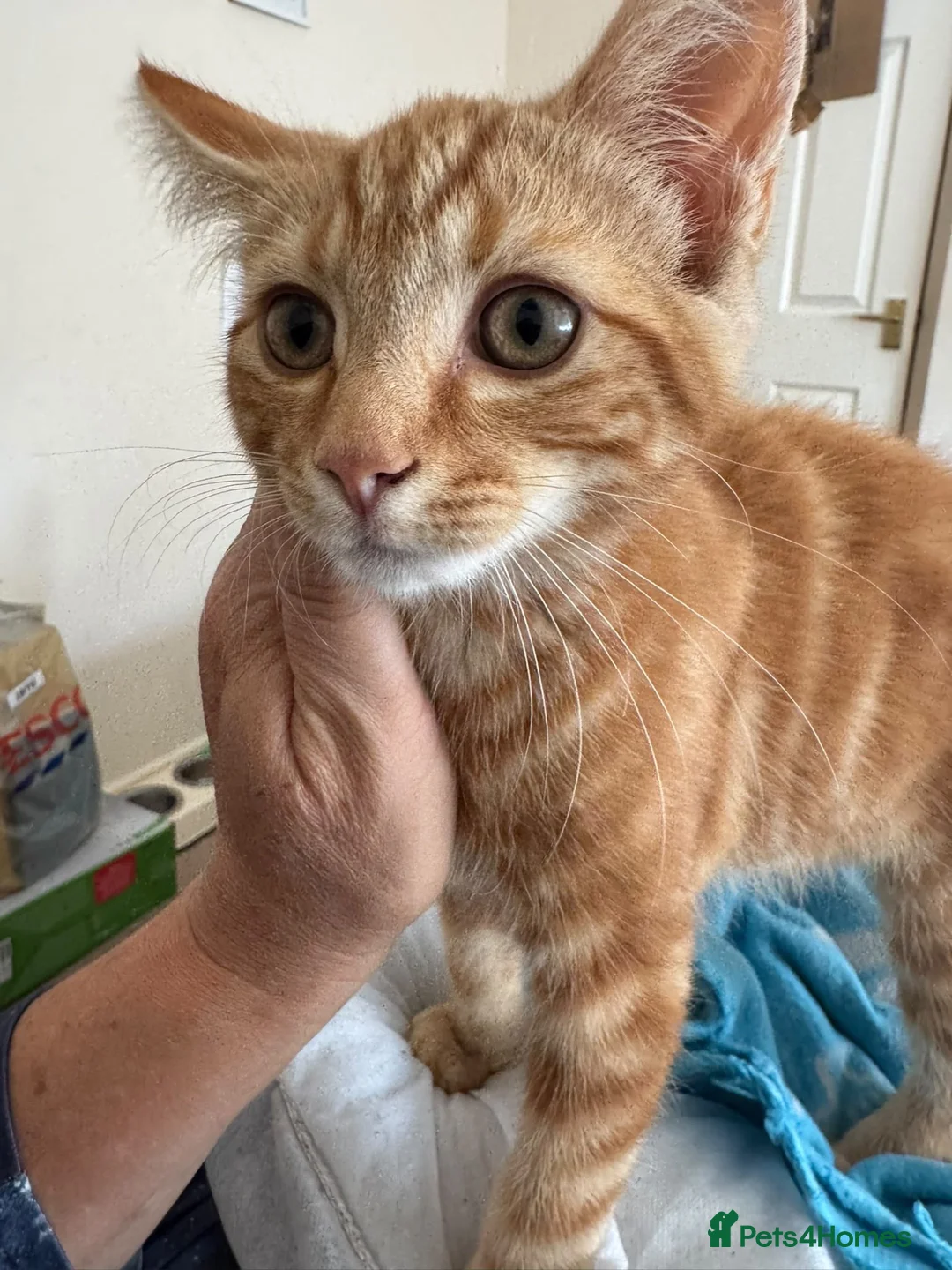 Domestic Shorthair cats for sale: Two very pretty male ginger kittens in Macclesfield - Advert 1