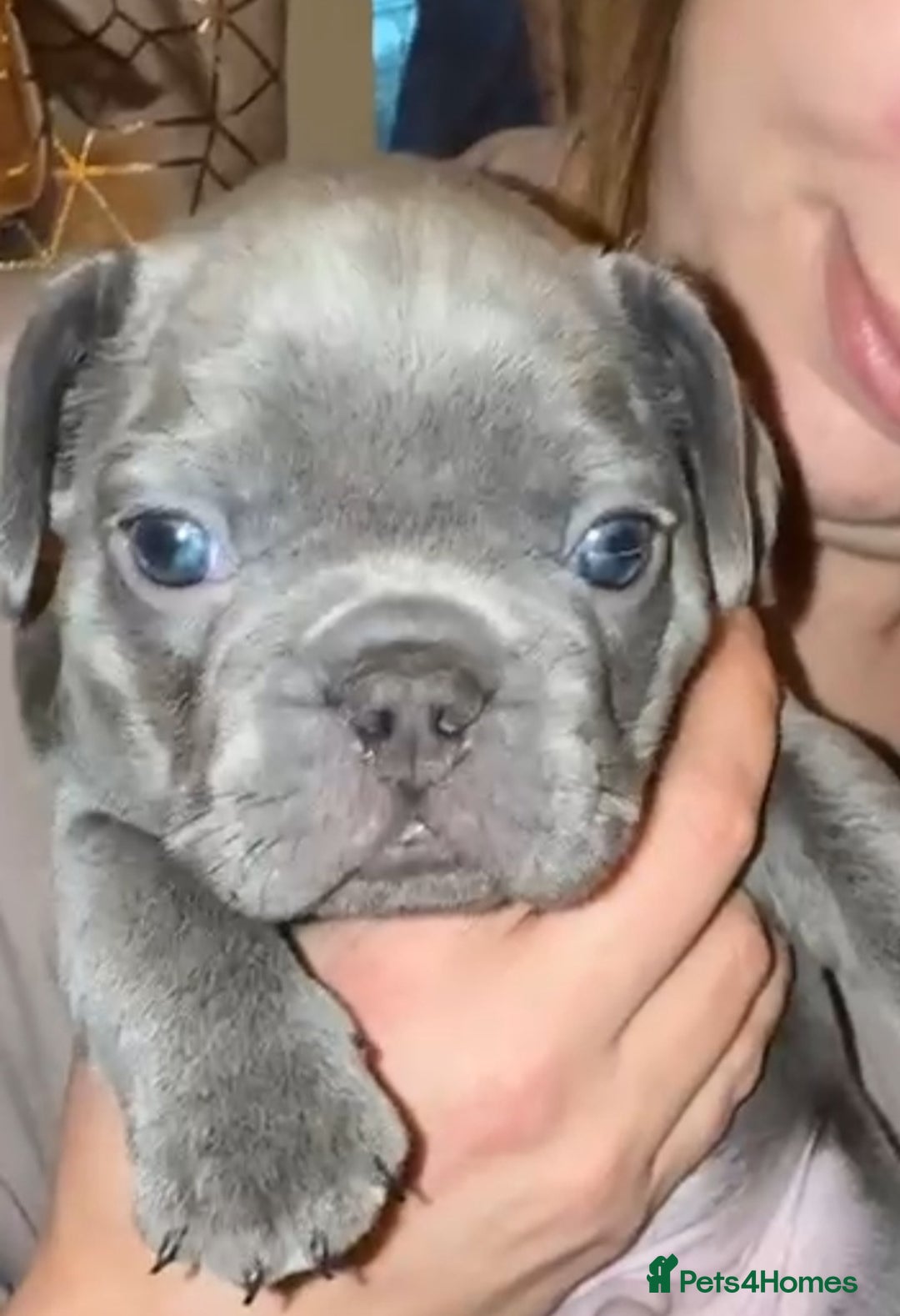 French Bulldog dogs for sale: French bulldog puppies - Advert 13