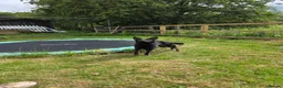 German Shepherd dogs for sale: Elite DDR / Czech Working Line GSD Pups in Ashton-under-Lyne - Advert 13