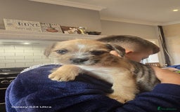 Mixed Breed dogs for sale: froodle french bulldog x poodle - Image 1