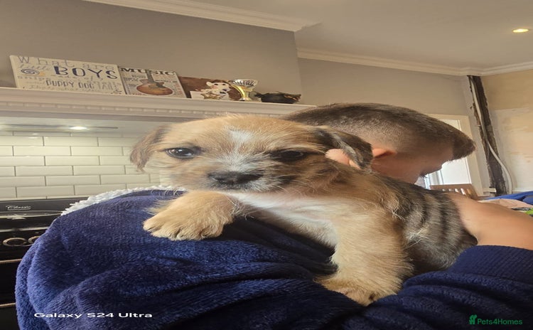 Mixed Breed dogs - Advert 1
