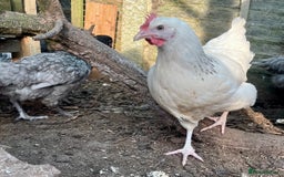Chickens poultry for sale: Coloured hybrid point of lays guaranteed females  - Image 1